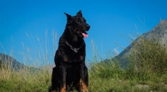 Boseron (fotografije): angel čuvar u nuždi za obitelj i savršen pastir
